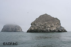 The boundaries of the Bristol Bay seabird survey ranged from Kulukak Point to Chagvan Bay on the mainland and Hagemeister Shaiak and Bird Rock islands Also included are the islands of the Walrus Islands State Game Sanctuary such as The Twins shown here