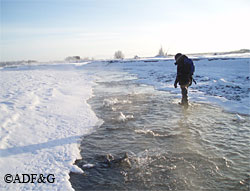 Spawning chum salmon are easily spotted in the many shallow braided channels of the Delta River