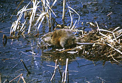 muskrat