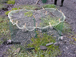 A special net is spread on the beach to trap oystercatchers The captured birds are banded and released and some are also equipped with tracking transmitters Mike Goldstein photo