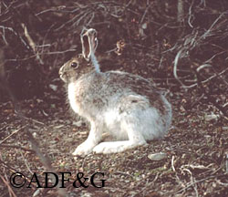 A snowshoe hare between color phases note the big feet Hares are different than rabbits Although they are closely related hares are born precocial fully furred with their eyes open ready to hop around Rabbits are born blind and hairless and are helpless for several weeks
