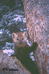 Marten are the most important furbearer in Alaska The fur is known as sable Photo by Jack Whitman