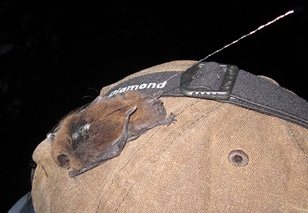 A California myotis rests on a cap after being equipped with a tiny tracking device