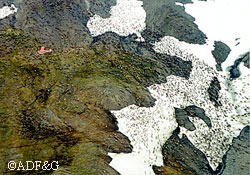 Thousands of caribou bunch up during the most recent census The orange Fish and Game Supercub is visible on the left Peter Bente photo