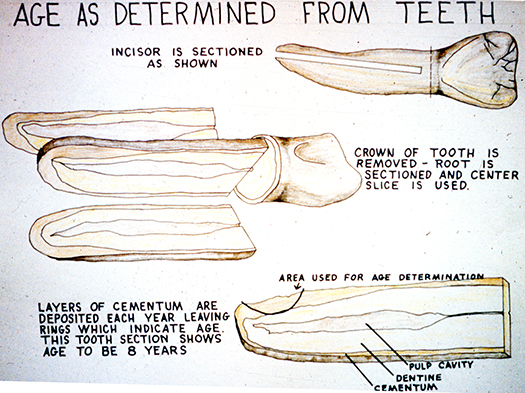 This drawing from ADFampG archives illustrates a tooth cross section  Nowadays an actual slice for analysis is 10microns thick ndash a sheet of paper is about 100 microns thick