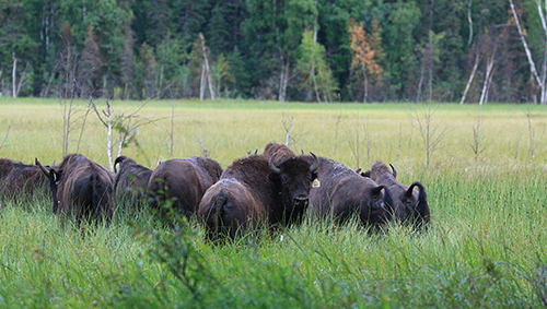 Wood bison in a sedge meadow Photo by Mark Lindberg