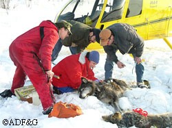 The first capture of liceinfested wolves in the Blair Lakes pack Veterinarian Kimberlee Beckmen takes a sample while biologists Mark McNay Mark Keech and Tom Seaton look on Wolves were treated collared and released unharmed