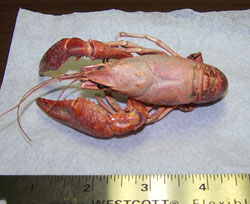 Dead crawfish found on the bank of the Kenai River last July This crawfish was likely cooked during a Cajun crawfish boil