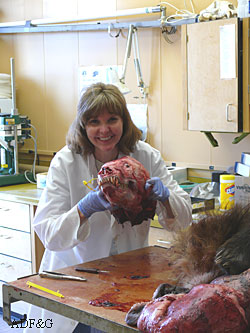 Karen Mitchell shows off a bear skull as she inspects and seals a bear hide in the Nome office of Fish and Game