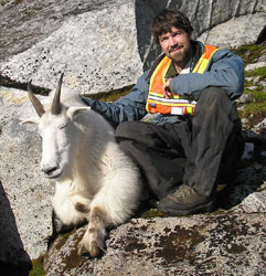 Wildlife biologist Kevin White with a sedated mountain goat part of the Lynn Canal project Photo courtesy Kevin White