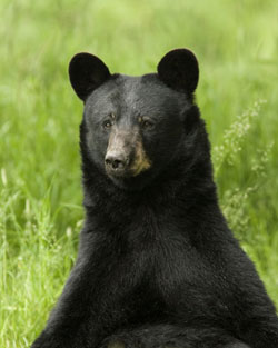 Bears will eat honey if they can but grizzly and black bears eat mostly vegetation insects berries and meat especially salmon scavenged winter killed animals and young moose caribou and deer