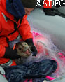 John Wells a Wildlife Conservation technician untangles a seal from the monofilament capture net  ADFampG 2008 Photo by Amy Carroll