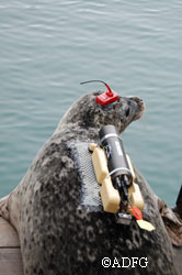 A seal prepares to disembark from the MV Steller fully equipped with gear
