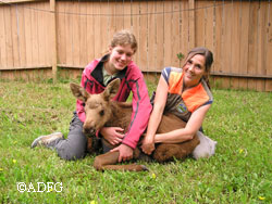 Intern Alena Gerleck and wildlife biologist Jessy Coltrane with a moose calf Fish and Game staff biologists are usually able to reunite calves with their mothers when they are separated Photo by Rick Sinnott