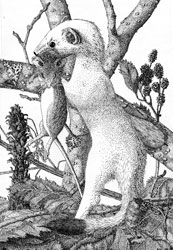 An illustration by Juneau naturalist and artist Richard Carstensen and example of one of the many beautiful black and white illustrations in the book