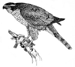 A goshawk illustration by Juneau artist and naturalist Kathy Hocker