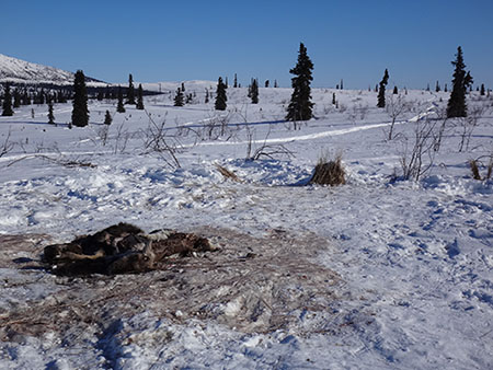The eagle trapping site mimics a natural wolf kill site