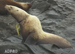 A sea lion with a loop of rope around its neck Hundreds of sea lions in Alaska are tangled in trash and fishing gear