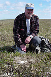Waterfowl biologist Tom Rothe looks over a nest with eggs