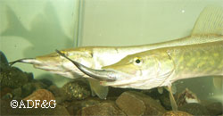 Northern pike are a valued game fish in parts of the state where they naturally occur elsewhere thy have become a noxious invasive species decimating native salmon and trout populations