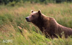 a few strands of hair with follicles that contain DNA can identify an idividual bear and reveal the species of bearthe gender and relatedness to other individuals