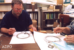 Wildlife biologist Rod Flynn carefully removes bear hair from a hair snare