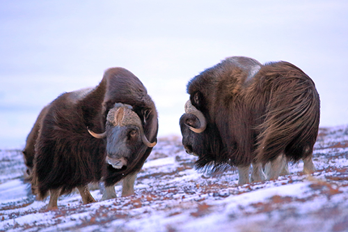 Winter musk ox Photo by Jim Dau