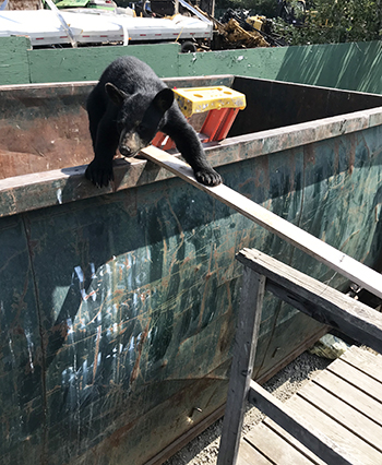A black bear cub carefully exits a dumpster in Anchorage after biologists placed a ladder inside and a plank to safety Photo by Dave Battle
