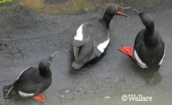 Pigeon guillemots are black birds with a distinct white wing bar They have red feet which are often visible when birds are in flight As the picture shows they also have red mouths Brian Wallace photo