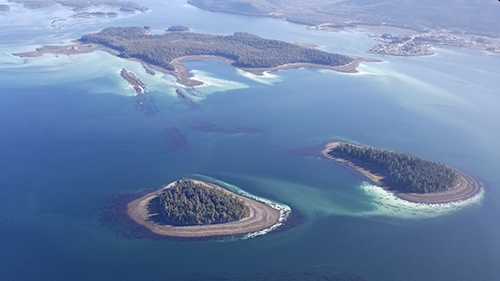 White clouds of herring spawn streak the waters and cling to small islands off Craig Alaska to the right of the image The large island in the center is Fish Egg Island Photo by Whitney Crittenden