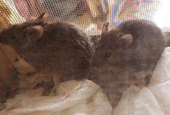 House Mice also an invasive species Rats are 9 to 10 inches long plus their nearly equally long naked tail That contrasts with mice which are just 3 to 4 inches plus tail