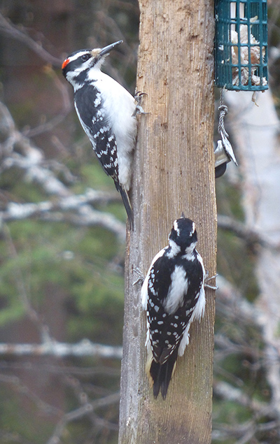 Hairy woodpeckers Woodpeckers like to rest their tails against the vertical surface as they feed They have specialized quotbuttressingquot tail feathers for support Tim Bowman photo