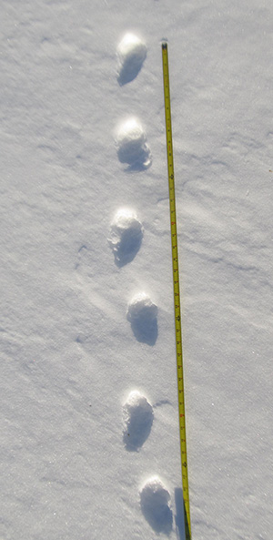 Tracks of a Marten walking showing gthe stride and gait Mike Taras photo