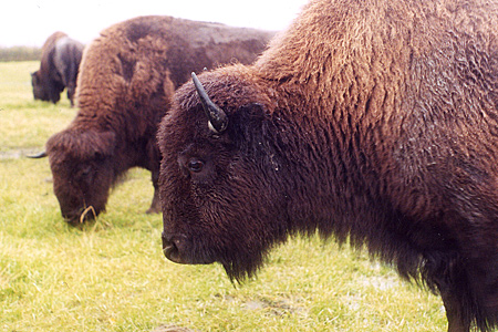 Plains bison at the Alaska Wildlfie Conservation Center Photo by Riley Woodford
