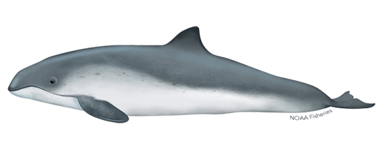 Harbor porpoises have a short blunt beak and a mediumsized triangular dorsal fin Their back is dark gray fading to lighter shades of gray on their sides Their belly and throat are white Dolphins have longer noses bigger mouths more curved dorsal fins and longer leaner bodies than porpoises