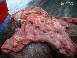 A moose lung with hydatid cycts