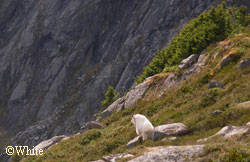 ADFampG has  has  just produced a new mountain goat identification guide to help hunters distinguish nannies from billies