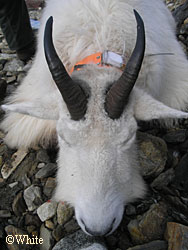 Although both nanny and billy goats have horns there are subtle differences that can help identify the gender This billy shows characterisitics of male horns  the bases are large and close togetherthick throughout length and gradually curving