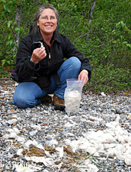 Weaver Terry Rofkar of Sitka collecting mountain goat wool from a winterkilled carcass Kevin White photo