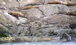 Marked sea lion  465 lounges on a rock at South Marble Island in Glacier Bay in July 2008 This animal was marked in 2004 and has been sighted numerous times in northern Southeast Alaska