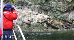 Biologist Lauri Jemison studies a marked sea lion at the Benjamin Island haulout near Juneau