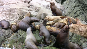 Benjamin Island Sea Lions Photos by Riley Woodford