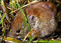 A redbacked vole one of the most common species of voles in Alaska Voles are small rodents more similar to lemmings than to mice Redbacked voles typically live in the forest in small groups