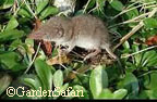A shrew Shrews mice and voles are sometimes confused but shrews are not even rodents they are insectivores