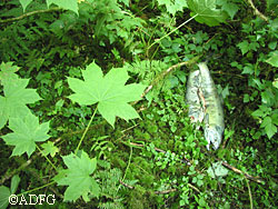 An adult chum salmon returning to spawn contains an average of 130 grams of nitrogen 20 grams of phosphorus and more than 20000 kj of energy in the form of protein and fat