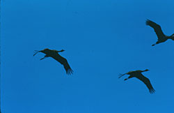 There are two populations of cranes in Alaska the Pacific Flyway Population and the MidContinent Population They nest in different areas winter in different areas and use different migration routes
