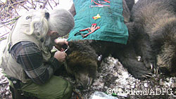 Researcher LaVern Beier attaches an RFID tag to a mother bear as her cub waits