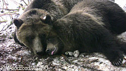Two bears with RFID tags Time will tell if they retain the tags