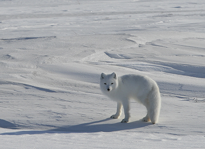 A North Slope arctic fox in early April in classic white pelageADFampG photo