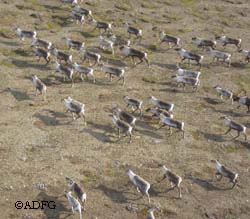 More than 94 percent of the caribou harvested in Alaska are taken by residents